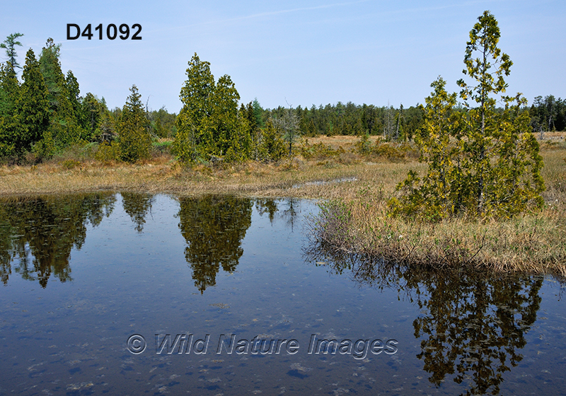 Eastern Great Lakes lowland forests